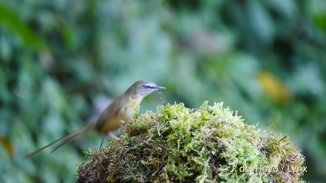 Prinia à sourcils - ML201601871