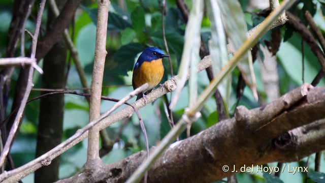 Hill Blue Flycatcher - ML201601951