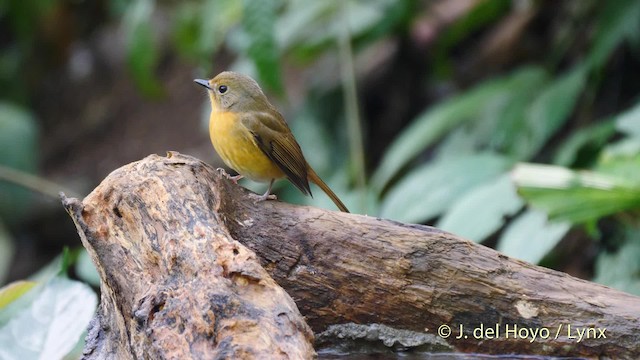Hill Blue Flycatcher - ML201601971