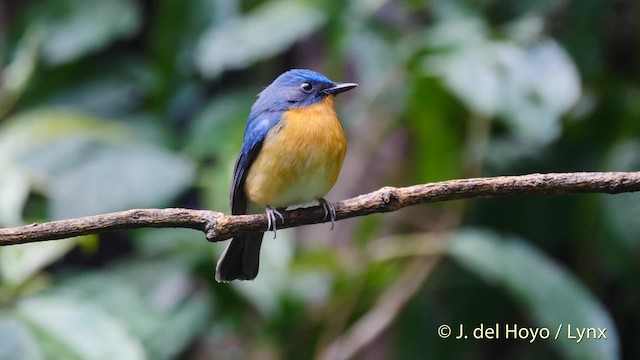Hill Blue Flycatcher - ML201601981