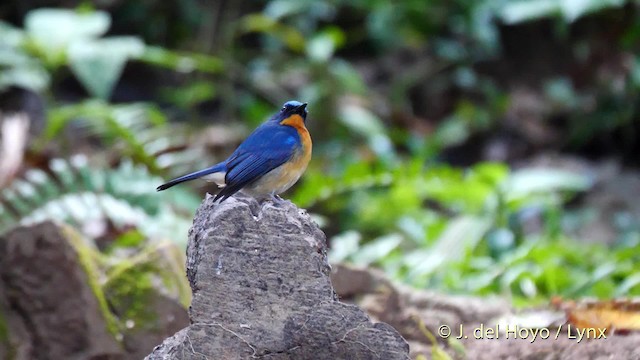 Hill Blue Flycatcher - ML201601991