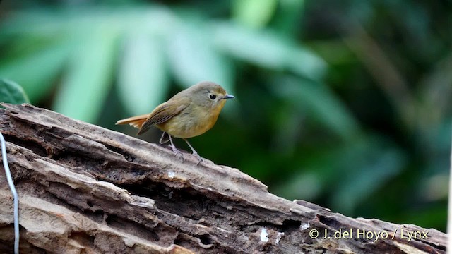 Hill Blue Flycatcher - ML201602001