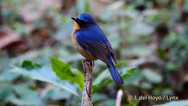 Hill Blue Flycatcher - ML201602011