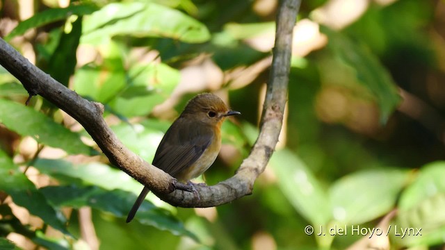 Hill Blue Flycatcher - ML201602021