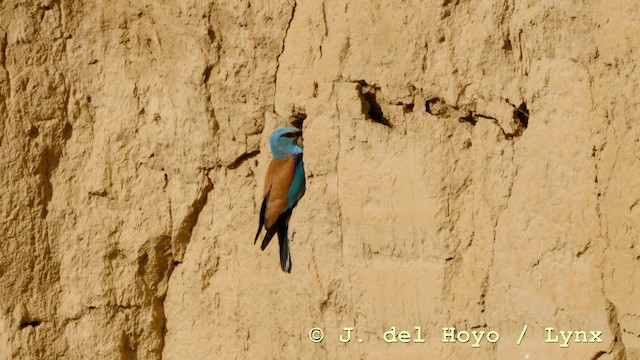 European Roller - ML201602071