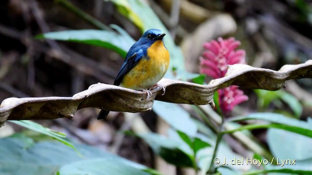 Hill Blue Flycatcher - ML201602091
