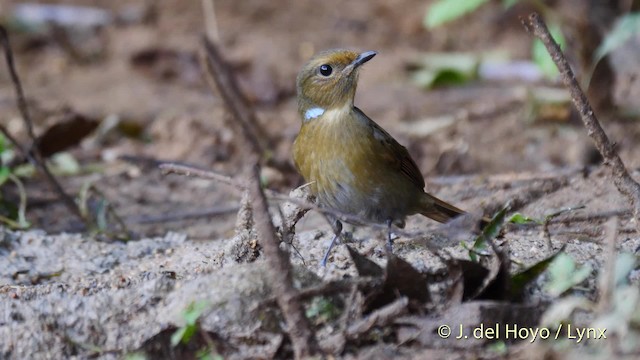 Papamoscas Grande - ML201602141