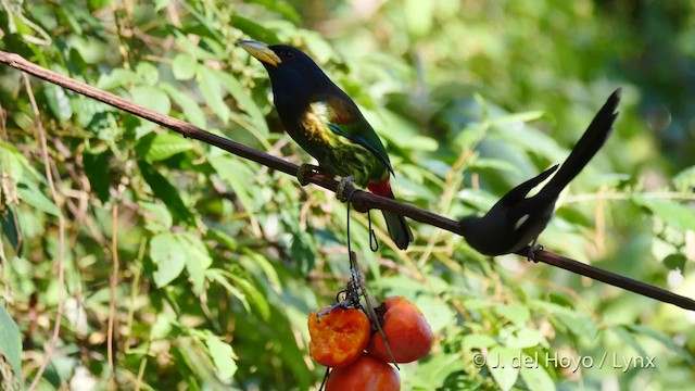 Büyük Barbet - ML201602181