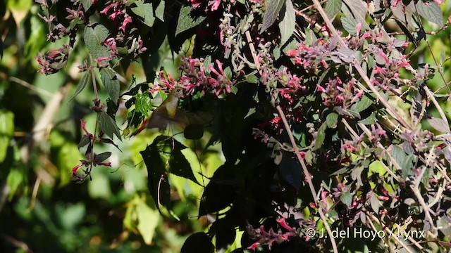 Fire-tailed Sunbird - ML201602191