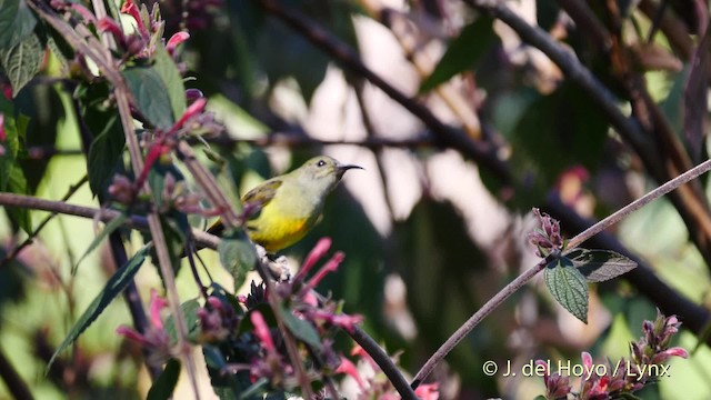 Fire-tailed Sunbird - ML201602201