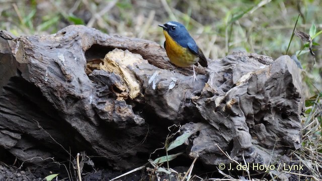 Hill Blue Flycatcher - ML201602251