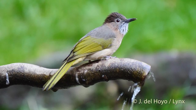 ミヤマヒヨドリ - ML201602261