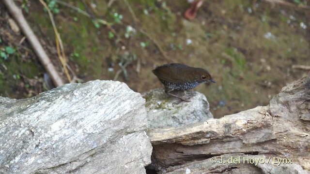 タカサゴミソサザイ - ML201602281