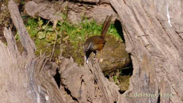 Prinia Montana - ML201602291