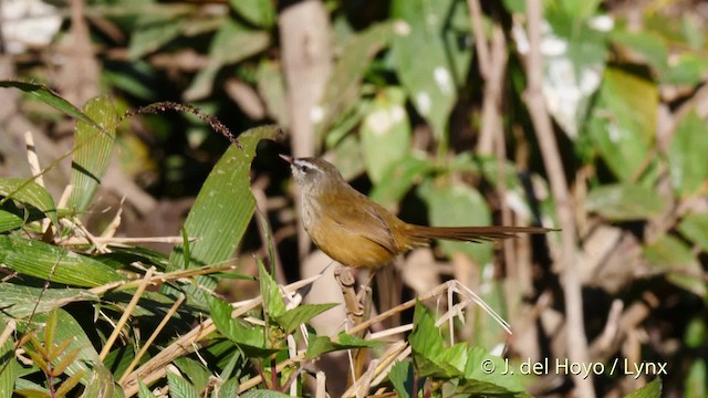 Prinia à sourcils - ML201602301