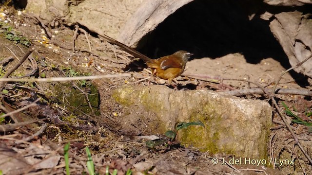Prinia à sourcils - ML201602311