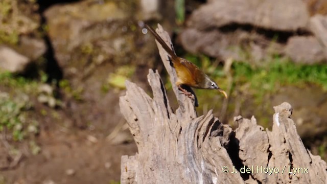 Prinia à sourcils - ML201602321