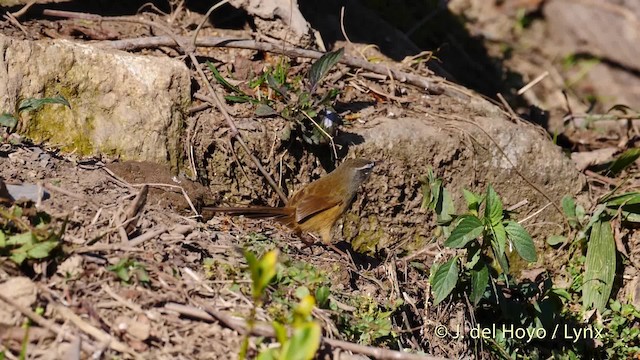 Prinia à sourcils - ML201602331