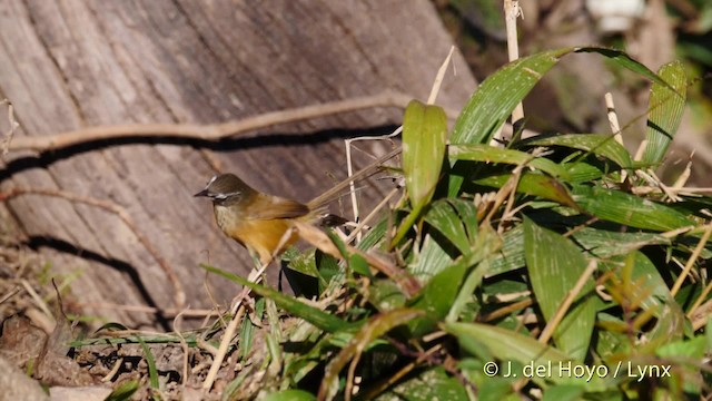 Prinia à sourcils - ML201602341
