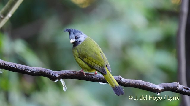 Bulbul à gros bec - ML201602351