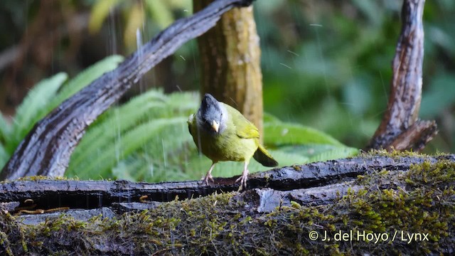 Crested Finchbill - ML201602361