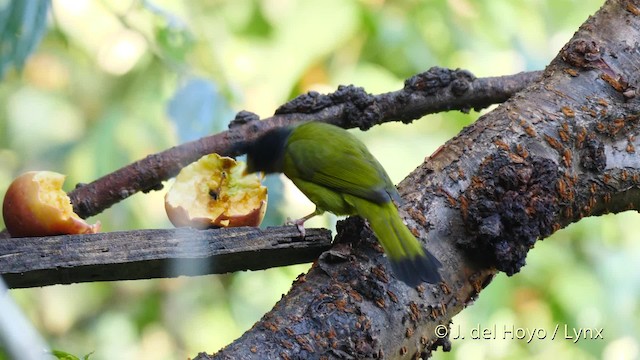 Crested Finchbill - ML201602371