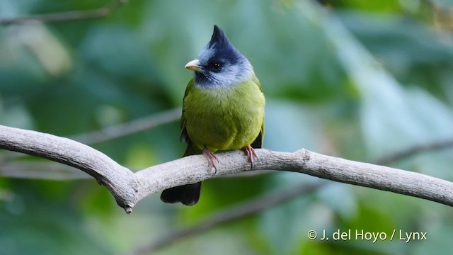 Crested Finchbill - ML201602381