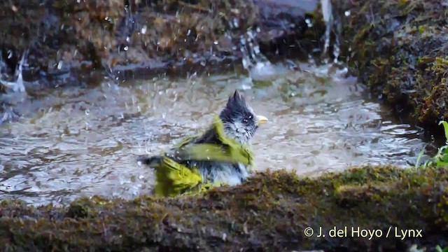 Bulbul Picogrueso - ML201602391