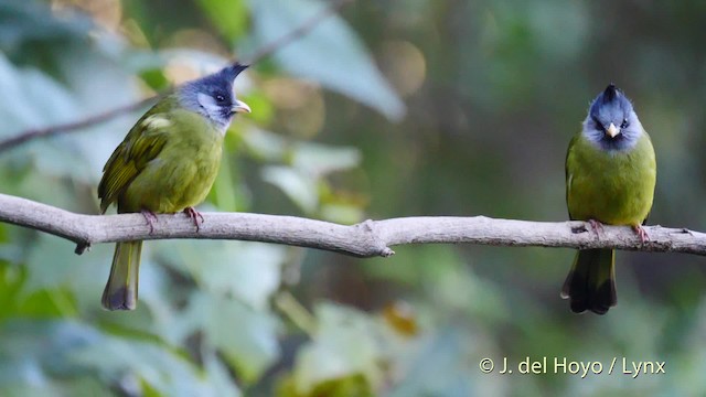 カンムリカヤノボリ - ML201602401