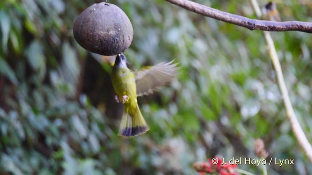 Crested Finchbill - ML201602411