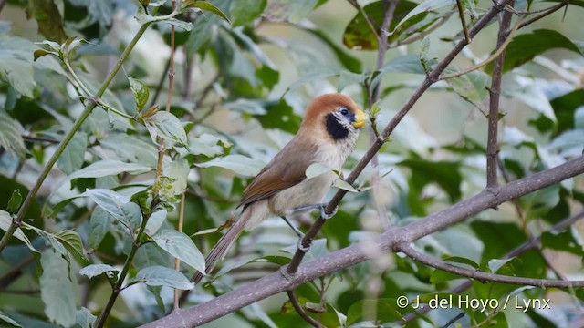 Paradoxornis fléché - ML201602421