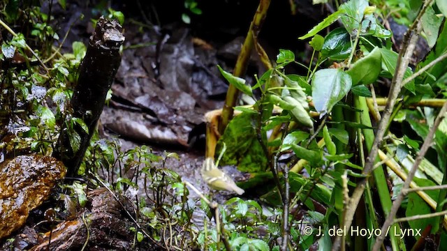 Pallas's Leaf Warbler - ML201602461