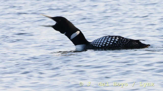 Yellow-billed Loon - ML201602511