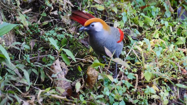 Garrulaxe à queue rouge - ML201602551