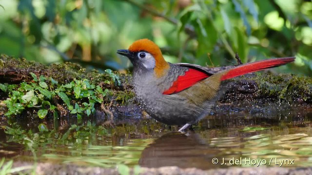 Garrulaxe à queue rouge - ML201602571