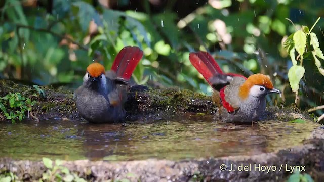 アカオガビチョウ - ML201602591