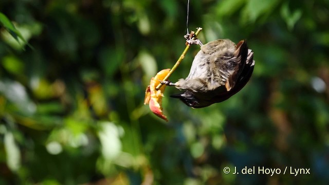 Red-tailed Laughingthrush - ML201602621