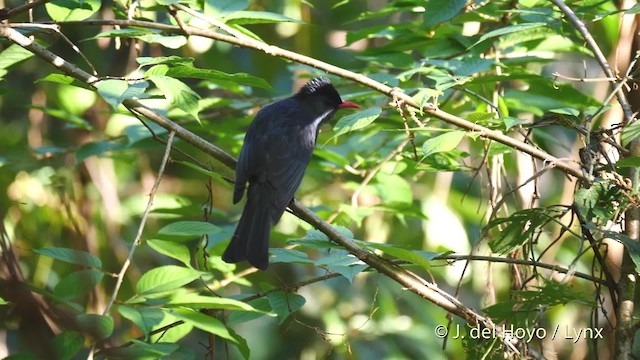 Kırmızı Gagalı Arapbülbülü (sinensis/ambiens) - ML201602661