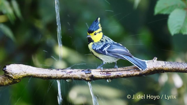 Mésange à dos tacheté - ML201602681
