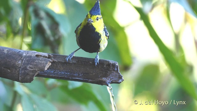 Carbonero Carigualdo Chino - ML201602691