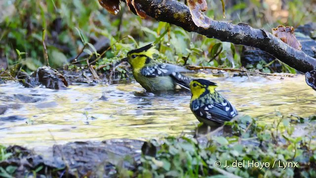 Mésange à dos tacheté - ML201602701