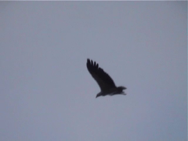 White-bellied Sea-Eagle - ML201602791