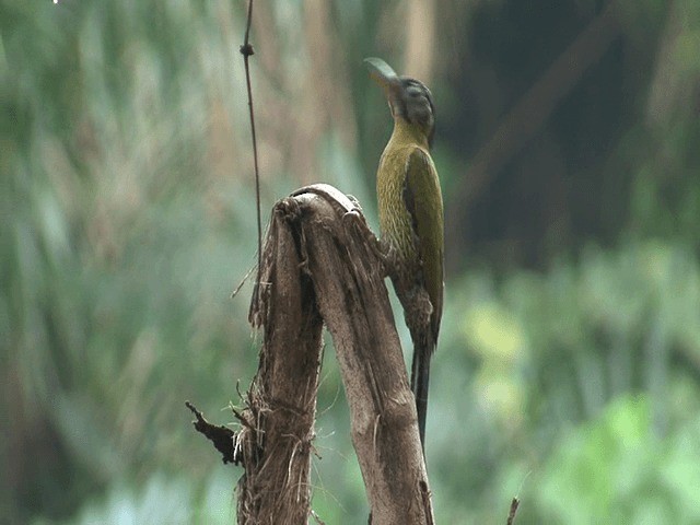 Laced Woodpecker - ML201602831