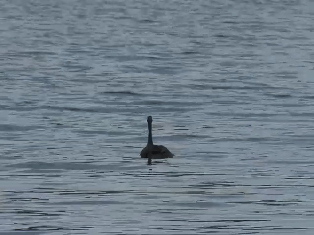 Masked Finfoot - ML201602941