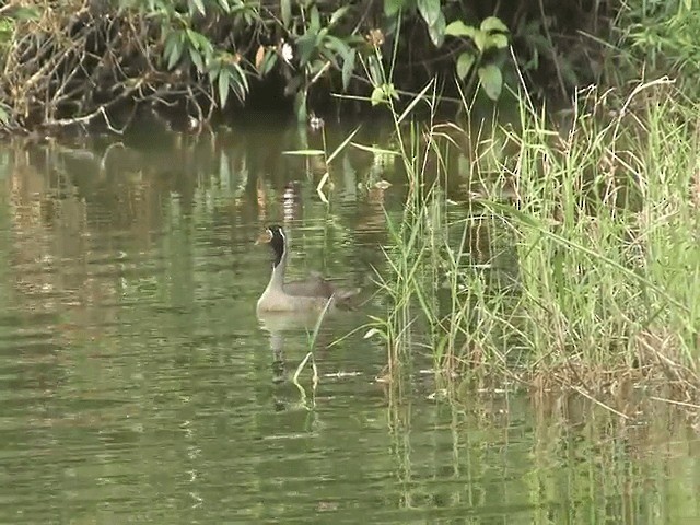 Masked Finfoot - ML201602951