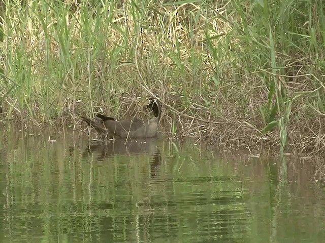 Masked Finfoot - ML201602961