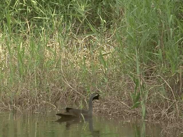 Masked Finfoot - ML201602971