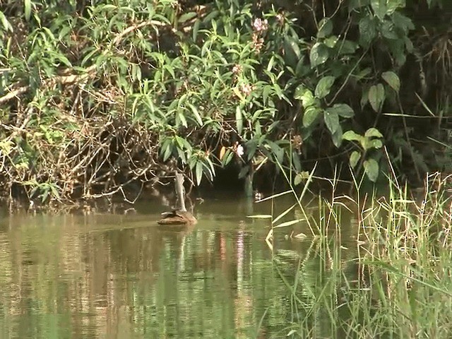 Masked Finfoot - ML201603011