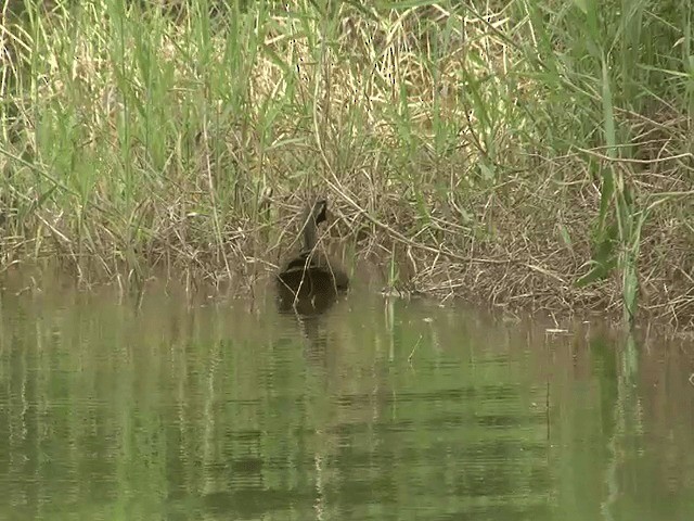 Masked Finfoot - ML201603081