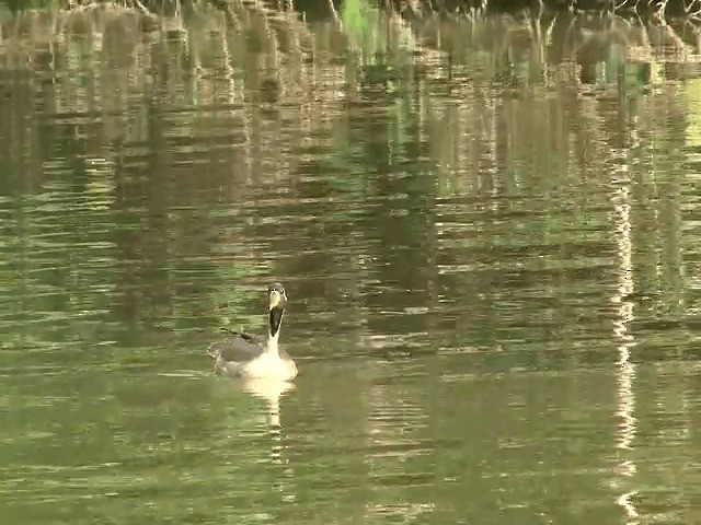 Masked Finfoot - ML201603091